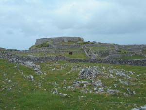 DSCN0153