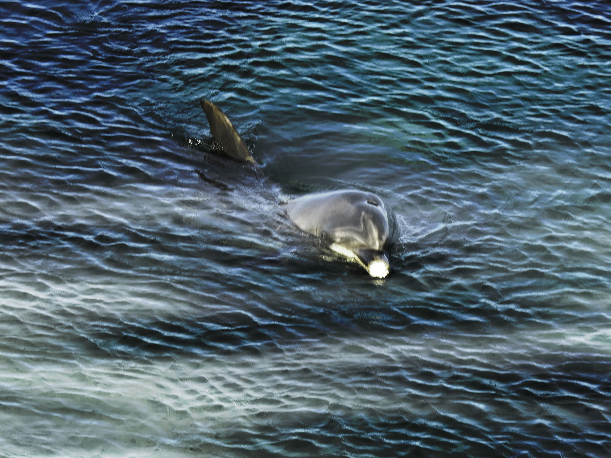 Inis Meain Swimming